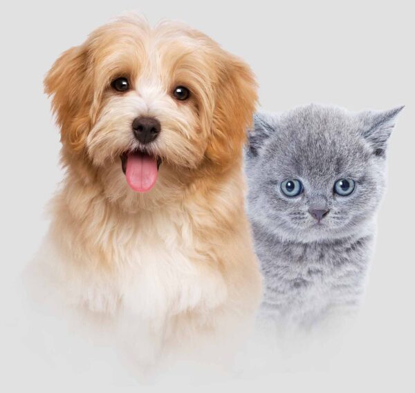 Pet Mart Where You Love to Visit in Dubai